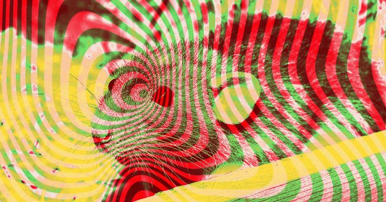 Китайские учёные создали устройство, позволяющее человеку управлять крысами силой мысли