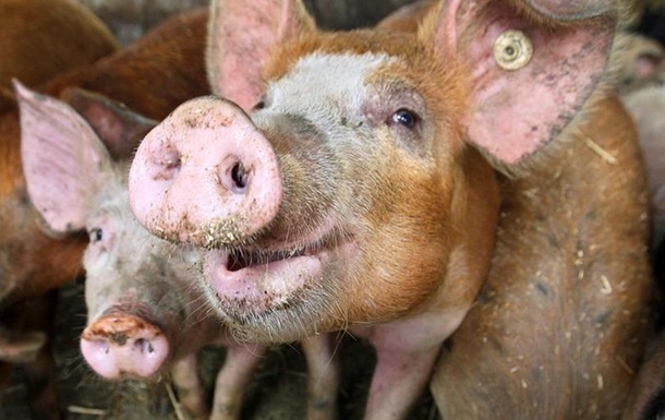 В Крыму уничтожили более полутора тысяч свиней