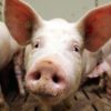В четырех областях Украины зафиксирована чума свиней