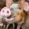 В 13 областях Украины введен карантин из-за чумы свиней