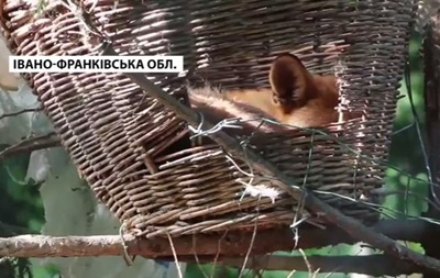 В Прикарпатье лисиц поселили на деревьях
