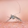 Спутники помогают заблаговременно прогнозировать вспышки малярии