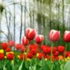 Тюльпаны: основные виды, посадка