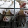 В Житомирской области новая вспышка чумы свиней