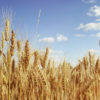 Россия как новая «пшеничная» сверхдержава и продовольственная безопасность стран-импортеров