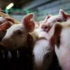 Чуму свиней зафиксировали в Ровенской области
