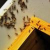 Как избавиться от муравьев в квартире или на участке