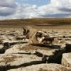 Без воды из Днепра. Последствия засухи в Крыму