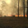 В Николаевской области вспыхнул лесной пожар