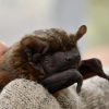 В Чернобыльской зоне нашли редких летучих мышей