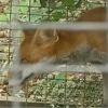 В Винницкой области бешеная лиса забежала в отделение полиции