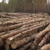 В Украине уменьшились незаконные рубки леса — СМИ