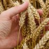 Россия может уступить Украине титул крупнейшего в мире экспортера зерна