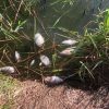 В Винницкой области массово гибнет рыба