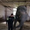 В Беларуси поймали слона, гулявшего по деревне