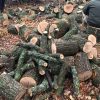 В Харьковской области задержали банду «черных лесорубов»