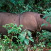 Последний суматранский носорог умер в Малайзии