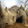 Нардеп признался в убийстве носорогов