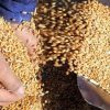 Эксперты прогнозируют снижение урожая в текущем году