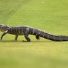 Житель Флориды украл аллигатора и пытался «преподать ему урок»