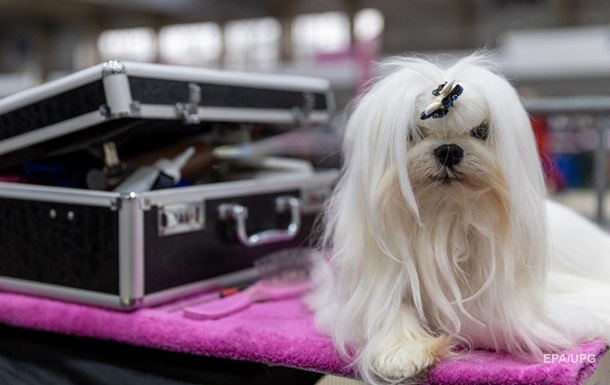 DogPhone. Собаки смогут звонить хозяевам?