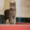 В Белом доме впервые за 13 лет поселилась кошка