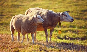 На ферме в Монголии овцы начали непрерывно ходить по кругу